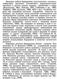 Ну, во-первых, культивировали именно борщевик Сосновского на корм скоту. Кстати, идея отнюдь не безумная, а очень даже 
Борщевик Сосновского можно есть. Только собирать нужно определённые части, в определённое время и правильно обрабатывать. 

Но есть специальные съедобны - пикан, например