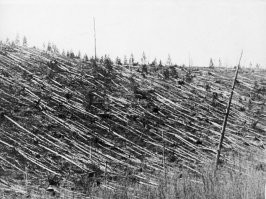 Тунгусский: самый мощный и загадочный
17 июня 1908 года в семь утра над рекой Подкаменная Тунгуска пролетел огненный шар. Он взорвался над сибирской тайгой на высоте 7-10 километров. Ударная волна дважды обогнула земной шар. Взрыв, мощность которого оценивают в 40 мегатонн (что соответствует энергии термоядерной бомбы), повалил деревья на площади более 2 тысяч квадратных километров. Сильнейшая магнитная буря длилась пять часов, а небо после катаклизма светилось несколько дней.
Позже удалось вычислить скорость полёта небесного тела (10 километров в секунду), а вот по поводу его массы специалисты так и не пришли к единому мнению. Называются величины от 100 тысяч до миллиона тонн.
И до сих пор тайна тунгусского феномена остаётся неразгаданной.
Версий того, что произошло в глухой тайге над рекой Подкаменная Тунгуска, высказывались десятки. В их числе и такие, как крушение инопланетного корабля, взрыв гигантской шаровой молнии, столкновение Земли с чёрной дырой или облаком космической пыли, лазерный сигнал, отправленный нам из планетной системы 61 Лебедя, и последствия экспериментов Николы Теслы по беспроводной передаче электроэнергии.