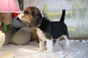 Патрокл, Парис, и Прада.