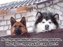 Мужчина сделал забавные маски в воротах, чтобы его собаки могли наблюдать за прохожими
