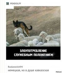 Коп с овчаркой это шедевр ))