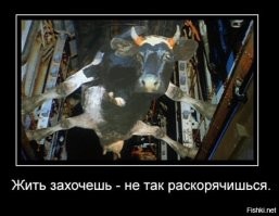 Белые медведи адаптируются к отсутствию снега