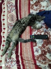 Люди помогите!
У меня на кровати завелась какай та   хрень.
Что это такое? И как от неё избавиться?