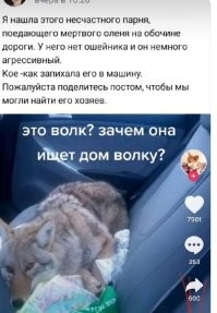 Купленный жительницей Китая «щенок» оказался опасным исчезающим животным