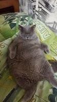 Сытых котов не бывает
