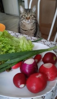 Уровень пятый. Садовод. "Своя редисочка, с грядки да на стол, а не ваша эта вялая, из магазина!"