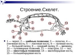 Вообще-то у них хвост есть