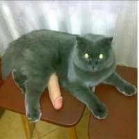 Сытых котов не бывает