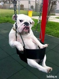 15 комичных фотографий с участием собак