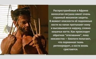 В школе о таком не расскажут: 10 интересных фактов о лягушках