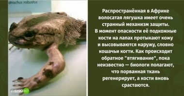 Волосатая, когти вылазят, потом регенерируют...
Чё-то мне это напоминает одного "супергероя"...)))