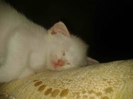 Тогда и сейчас: от крохотного котёнка до взрослого кота