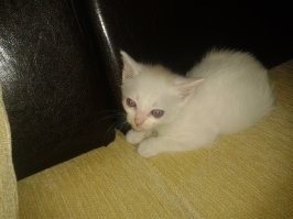 Тогда и сейчас: от крохотного котёнка до взрослого кота