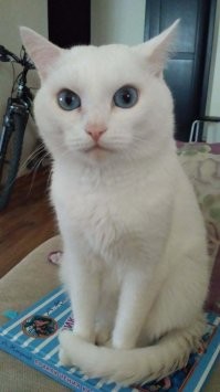 Тогда и сейчас: от крохотного котёнка до взрослого кота