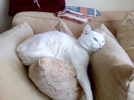 Тогда и сейчас: от крохотного котёнка до взрослого кота