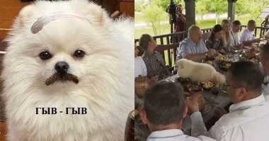 Никто и пикнуть не посмел: за обедом с чиновниками Лукашенко уложил своего пса прямо на стол
