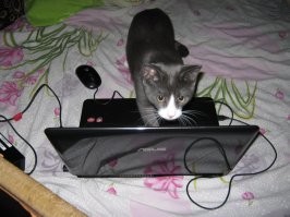 Тогда и сейчас: от крохотного котёнка до взрослого кота