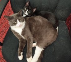 Тогда и сейчас: от крохотного котёнка до взрослого кота