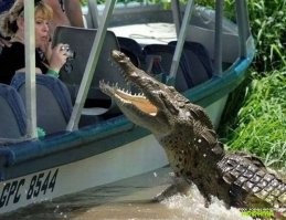 50 снимков, сделанных точно в нужный момент