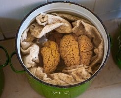 Про грибы похожие на мозги - вряд ли))) Я фотографировал мозги в кастрюле))) Так шо знаю))