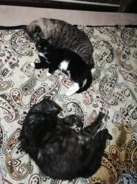 Добавлю своих, но без "тогда-сейчас". Только "сейчас" (февраль). Малыша подобрали, прижился, но оказались врожденные заболевания, ветеринары до конца не смогли поставить одинаковый диагноз, каждый по очереди лечил от своего. Теперь малыш (Женька) на небесах.