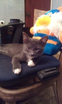 Тогда и сейчас: от крохотного котёнка до взрослого кота