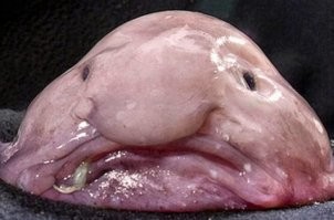 А как же этот парень?

Рыба капля.
Psychrolutes marcidus (лат.)   глубоководная донная морская рыба семейства психролютовые, которую часто называют одной из самых причудливых океанских глубоководных рыб на планете. Распространена в прибрежных водах Австралии. Предположительно обитает на глубинах 600 1200 м у побережья Австралии и Тасмании, где её в последнее время стали всё чаще доставать на поверхность рыбаки.

Впервые выловлена рыбаками Тасмании в 1926 году, но детальнее изучить вид удалось только во второй половине XX века.