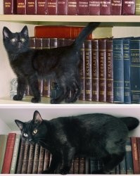 Часть наших шерстяных жопок  :)