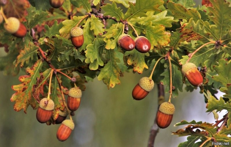 Поддержу идею
САЛО