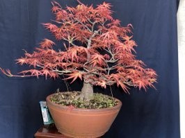 Название:	... птица... бонсай
Текущая цена:	 330 000 ($2 652.49)
Лидер:	 
Стартовая цена:	 330 000 ($2 652.49)
Шаг ставки:	 1 000 ($8.04)
Ставок:	0
Осталось до конца торгов:	1 час
Состояние товара:	заметных царапин и загрязнение нет
Начало торгов*:	21/06/2022 15:02
Завершение торгов*:	23/06/2022 15:02
Номер лота:	t1049935510
Местоположение:	преф.Тотиги
* время московское
 	        Показать все

Купи . Можешь даже штук 6 .