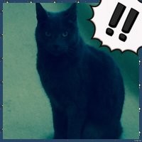 Владельцы котов представили, как выглядели бы профили их питомцев на сайтах для знакомств