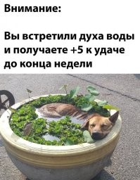 А если бы я встретил духа горячей воды, это было бы +100 к гигиене и здоровью до конца недели!