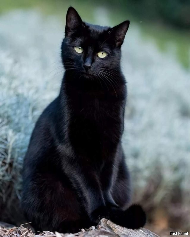 В Австралии встреча с чёрной кошкой считается очень хорошей приметой.
Потому, что в Австралии чёрные кошки  - самые безобидные существа.