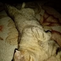 Вот как спят коты когда жарко, а не друг на друге