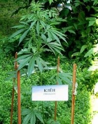 Как выглядят привычные овощи и фрукты до того, как попадают к нам на стол