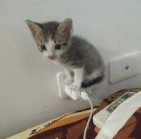17 фотографий маленьких котят, в которых невозможно не влюбиться