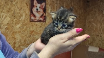 17 фотографий маленьких котят, в которых невозможно не влюбиться