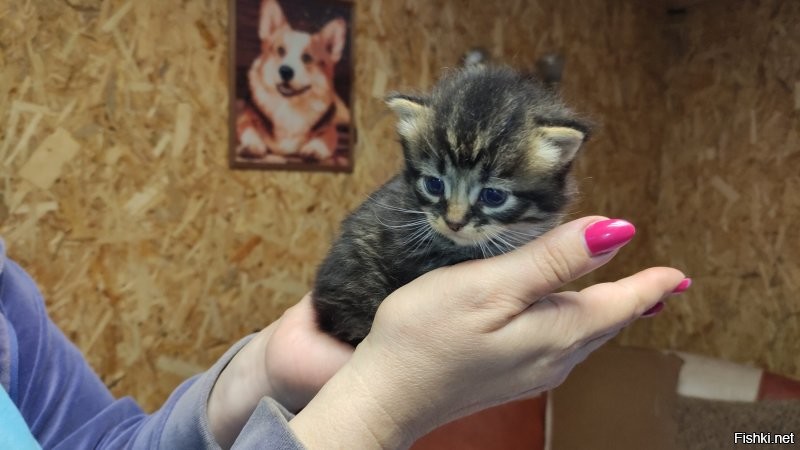 17 фотографий маленьких котят, в которых невозможно не влюбиться