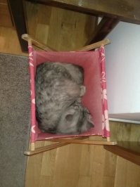 Мы ему домики покупаем, матрасики, лежанки. А он в газетнице спит.