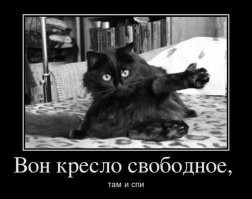 17 фотографий маленьких котят, в которых невозможно не влюбиться