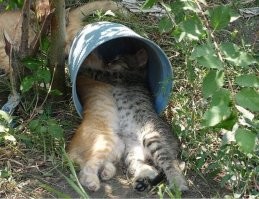 17 фотографий маленьких котят, в которых невозможно не влюбиться