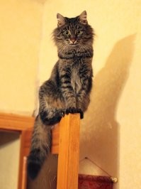 Тогда и сейчас: от крохотного котёнка до взрослого кота