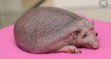 Клин, клином...