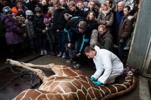 Надо их в Копенгагене в зоопарк сходить на представление, детям очень нравится.