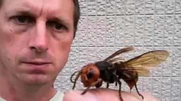 Топ 5 самых опасных насекомых в России