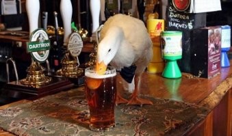 Йожика картинки. Выпуск 151