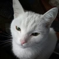 17 фотографий маленьких котят, в которых невозможно не влюбиться