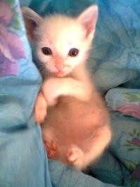 17 фотографий маленьких котят, в которых невозможно не влюбиться