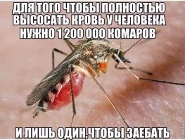 Самый страшный - комар зло*бучий.