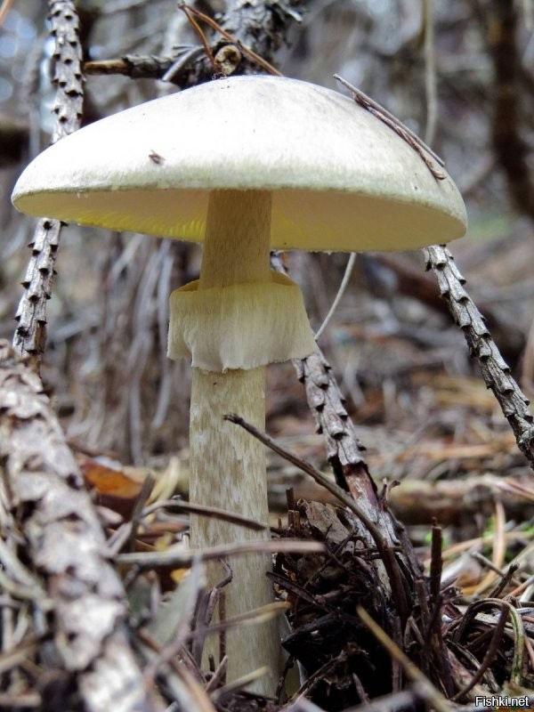 Amanita phalloides